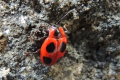 Scharlachroter Stäublingskäfer - Endomychus coccineus