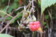 Himbeere - Rubus