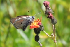 Lilagold-Feuerfalter - Lycaena hippothoe