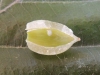 Mikiola fagi - Buchengallmücke