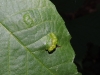 the Juglans gall seems a small specimen of Aceria erinea.