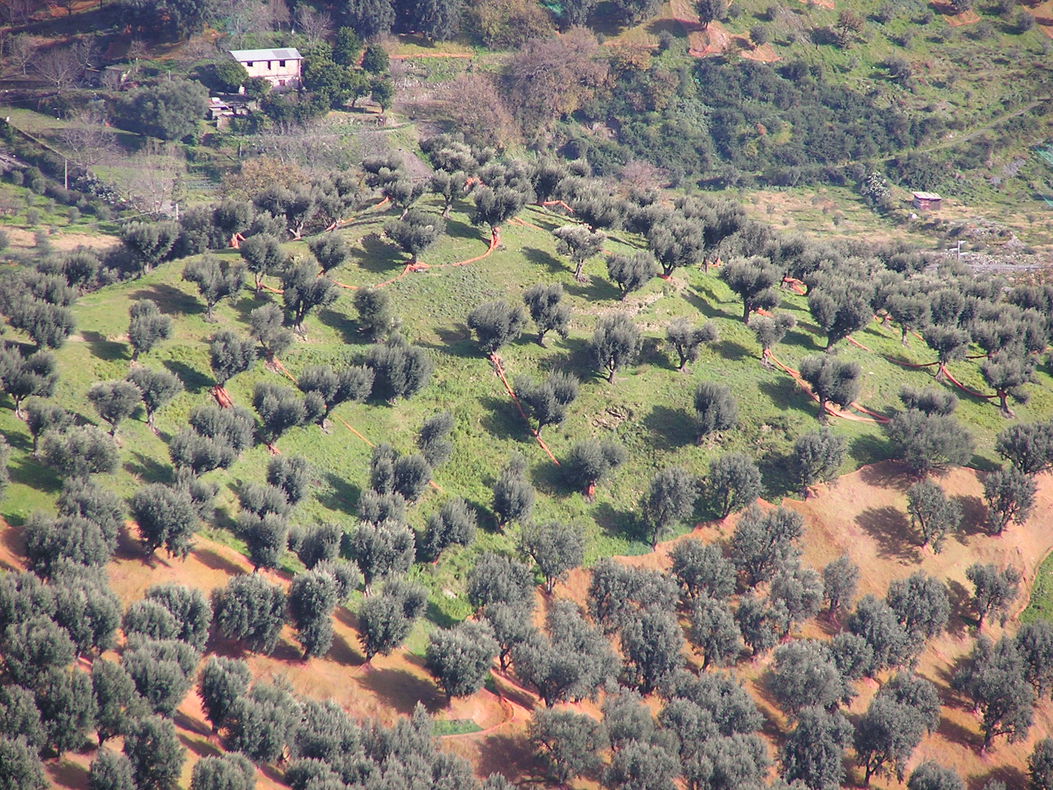 Oliven auf den Terrassen