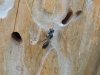 Schlupfwespe - Hymenoptera
