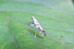 Micropterix