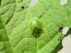 Grüner Schildkäfer - Cassida viridis