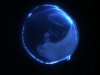 Limax-Embryo in der Eihülle