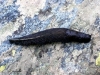 Limax luctuosus