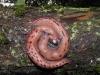 Limax geographicus