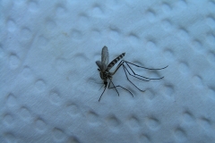 Val Serenaia: Tigermücke - Aedes albopictus
