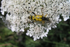 Orechiella: Gelbfleck-Bockkäfer - Leptura maculata