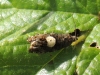 Kleinschmetterling aus der Familie der Tortricidae - Foto: Clemens M. Brandstetter