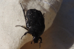 Cetoniidae - Käfer