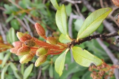 Almrausch - Rhododendron ferrugineus