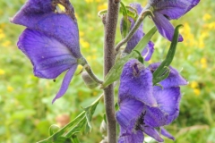Blauer Eisenhut - Aconitum napellus