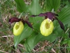 Frauenschuh - Orchidee