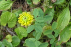 Feld-Klee - Trifolium campestre