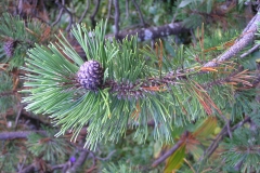 Latsche - Pinus mugo
