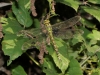 Aeshna cyanea Weibchen - Foto: Franziska Luthi
