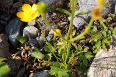 Hahnenfuss - Ranunculus