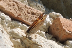 Mauerfuchs- Lasiommata megera