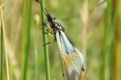 Schmetterlingshaft - Libelloides