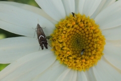 Kleinschmetterling - Microlepidoptera