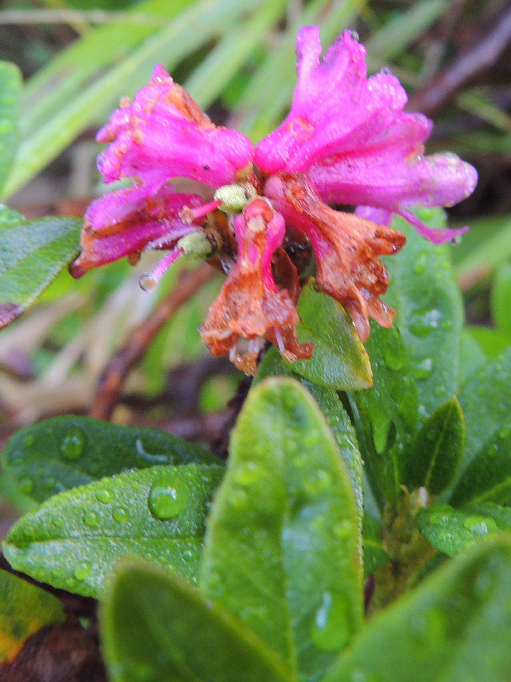 Almrausch - Rhododendron