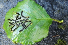 Frassbild auf Grünerle - Alnus viridis