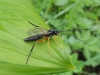 Schlupfwespe Ichneumonidae Ctenopelmatinae - Foto: Clemens M. Brandstetter