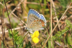 Himmelblauer Bläuling - Lysandra bellargus