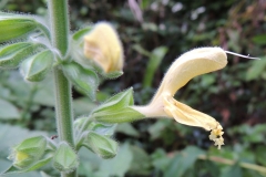 Klebender Salbei - Salvia glutinosa